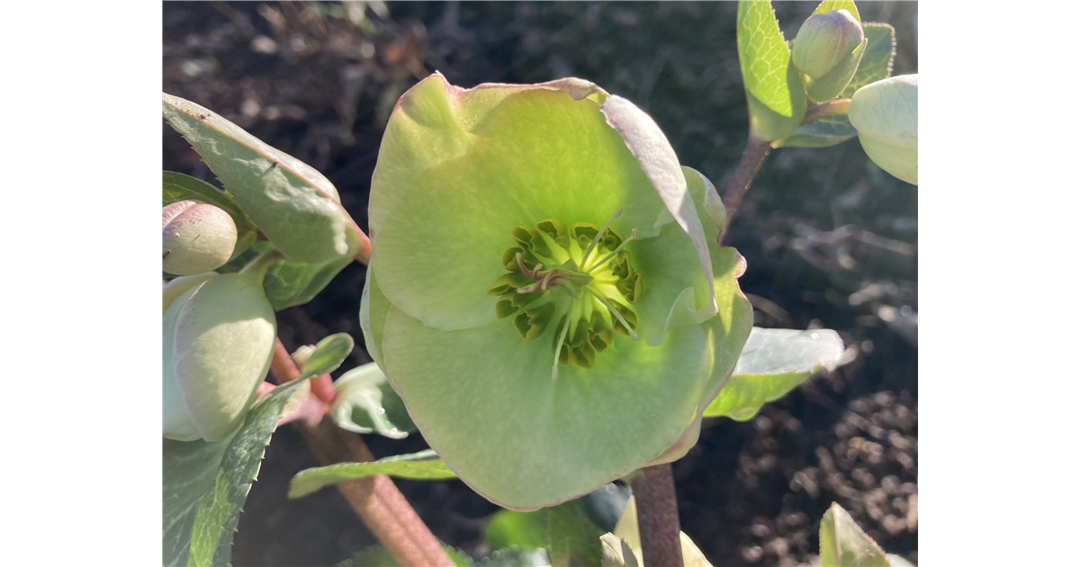 Helleborus 'Winter Angels® Moondance', Lenzrose 'Frostkiss® Moondance