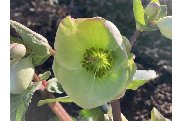 Helleborus 'Winter Angels® Moondance', Lenzrose 'Frostkiss® Moondance