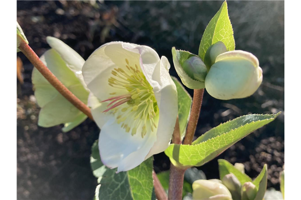 Helleborus 'Winter Angels® Moondance', Lenzrose 'Frostkiss® Moondance