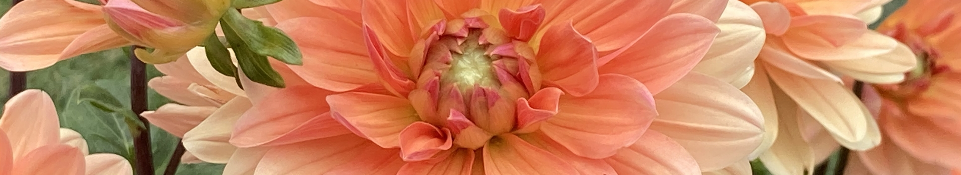 Dahlia Apricot Desire, SeerosenDahlie 'Apricot Desire' Park der Gaerten