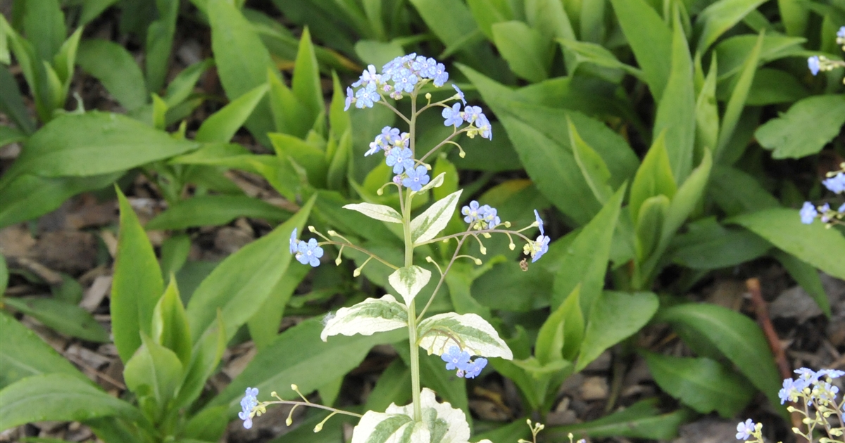 Brunnera macrophylla 'Variegata', Kaukasusvergissmeinnicht 'Variegata