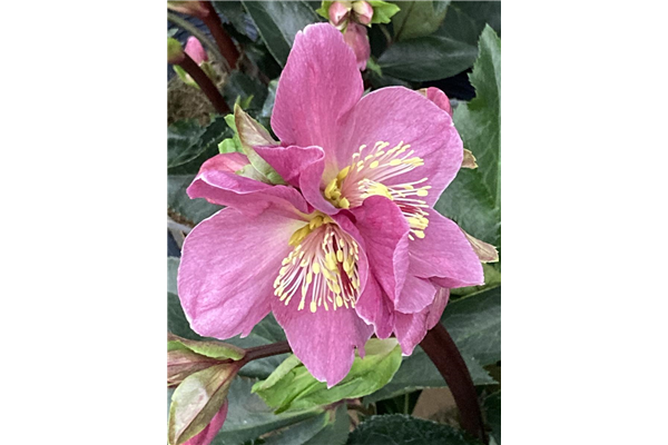 Helleborus x glandorfensis 'HGC Ice'N Roses Red', Christrose, Lenzrose