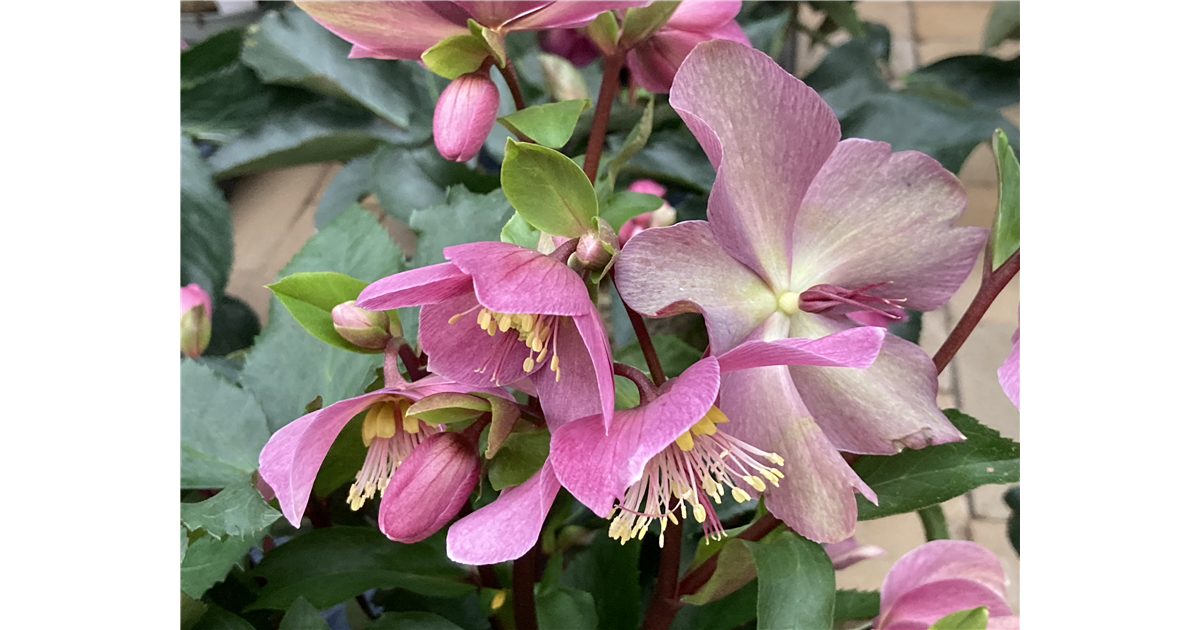 Helleborus x glandorfensis 'HGC Ice'N Roses Red', Christrose, Lenzrose