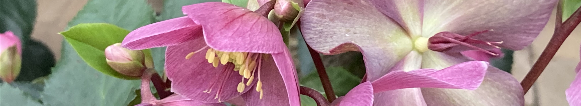 Helleborus x glandorfensis 'HGC Ice'N Roses Red', Christrose, Lenzrose