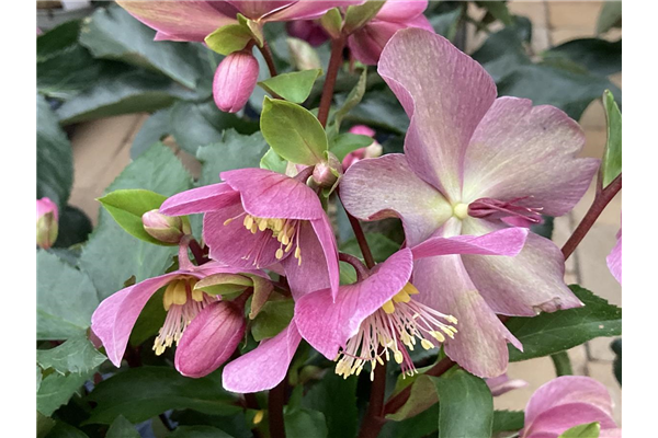 Helleborus x glandorfensis 'HGC Ice'N Roses Red', Christrose, Lenzrose