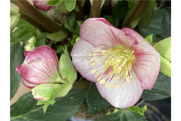 Helleborus x glandorfensis 'HGC Ice'N Roses Carlotta', Christrose