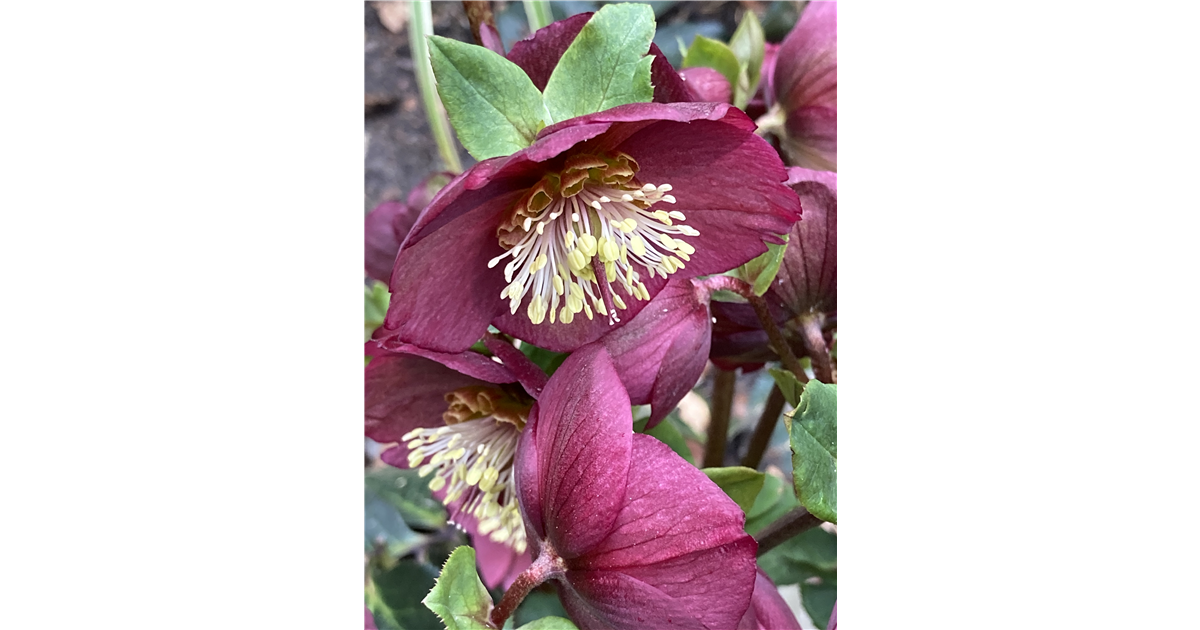 Helleborus x glandorfensis 'HGC Ice'N Roses Bennotta', Christrose