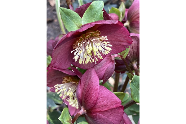 Helleborus x glandorfensis 'HGC Ice'N Roses Bennotta', Christrose