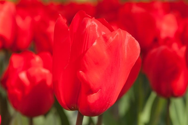 Tulipa 'Lalibela', Tulpe 'Lalibela' - Park der Gaerten