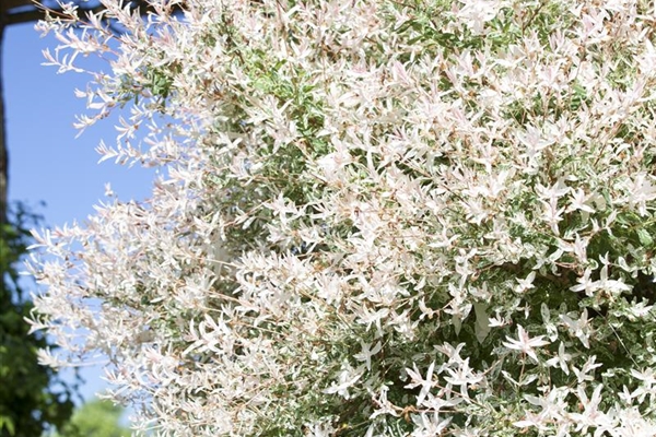 Salix integra HakuroNishiki, HarlekinWeide Park der Gaerten