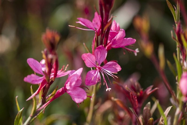Gaura lindheimeri Gambit Rose, Präriekerze Park der Gaerten