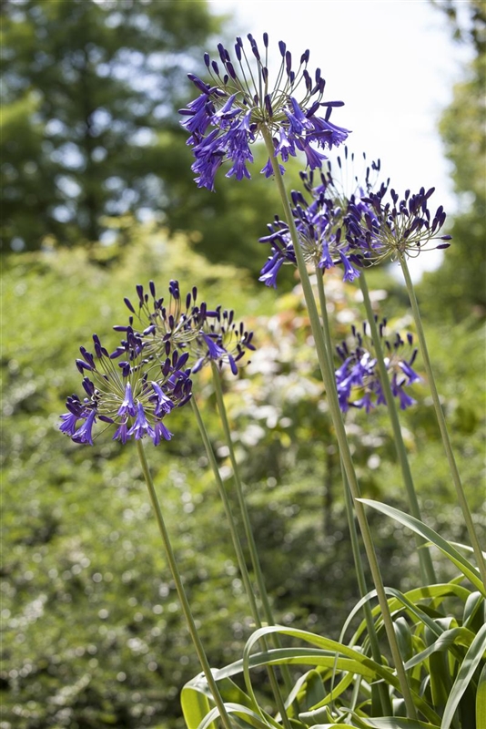 Agapanthus Loch Hope, GartenSchmucklilie 'Loch Hope' Park der Gaerten