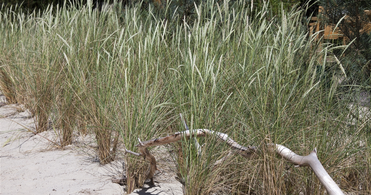 Ammophila arenaria, Strandhafer Park der Gaerten