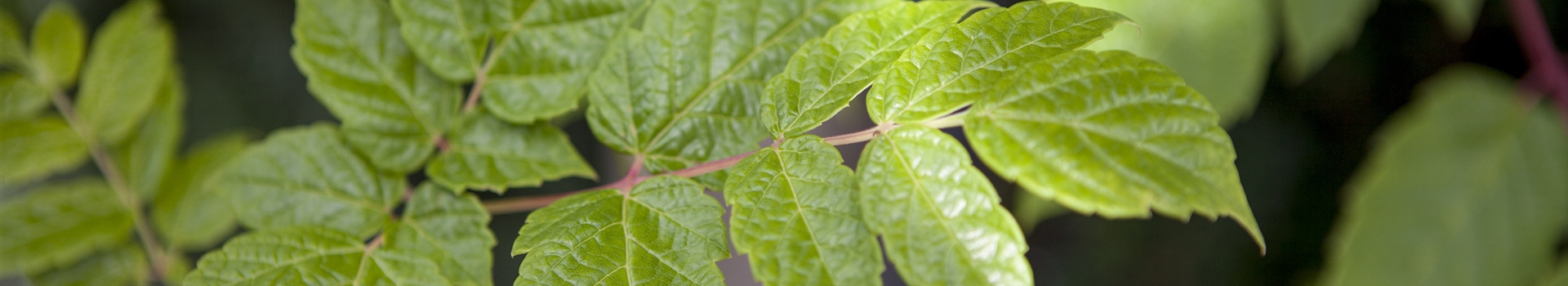 Ampelopsis megalophylla, Riesenblättrige Zaunrebe Park der Gaerten