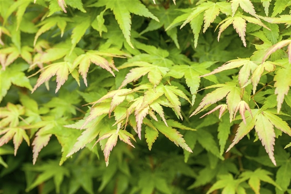 Acer palmatum Bihoo, Japanischer Fächerahorn Park der Gaerten