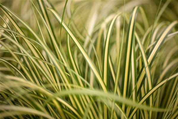 Carex hachijoensis Evergold, Gelbgrüne GartenSegge, Gelbgrüne