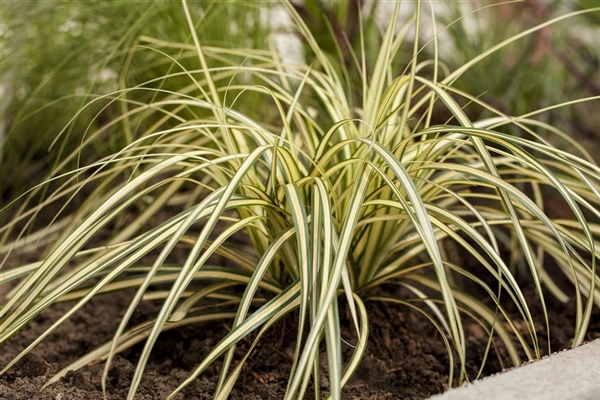 Carex hachijoensis Evergold, Gelbgrüne GartenSegge, Gelbgrüne