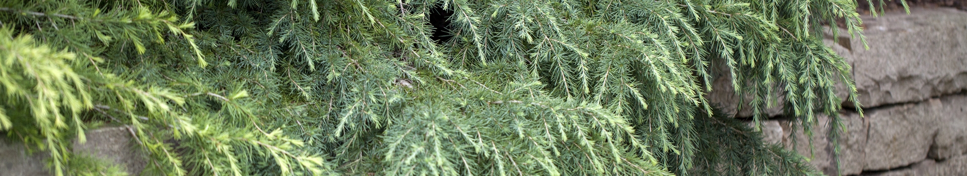 Cedrus deodara Feelin Blue, HimalayaZeder Park der Gaerten