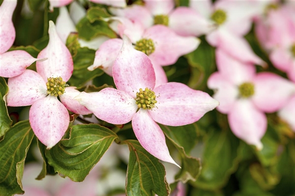 Cornus Kousa Beni fuji Blumenhartriegel Park Der Gaerten cornus-kousa-beni-fuji-blumenhartriegel-park-der-gaerten
