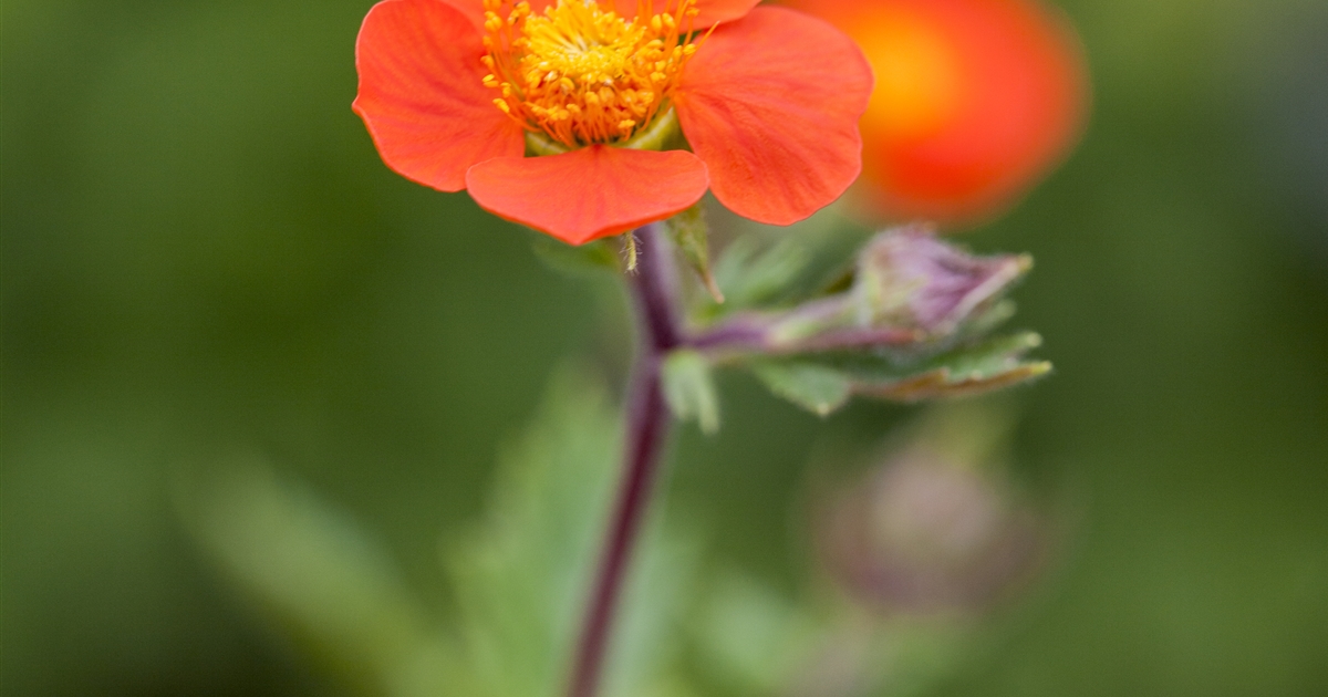 Geum Coccineum Koi Nelkenwurz Park Der Gaerten