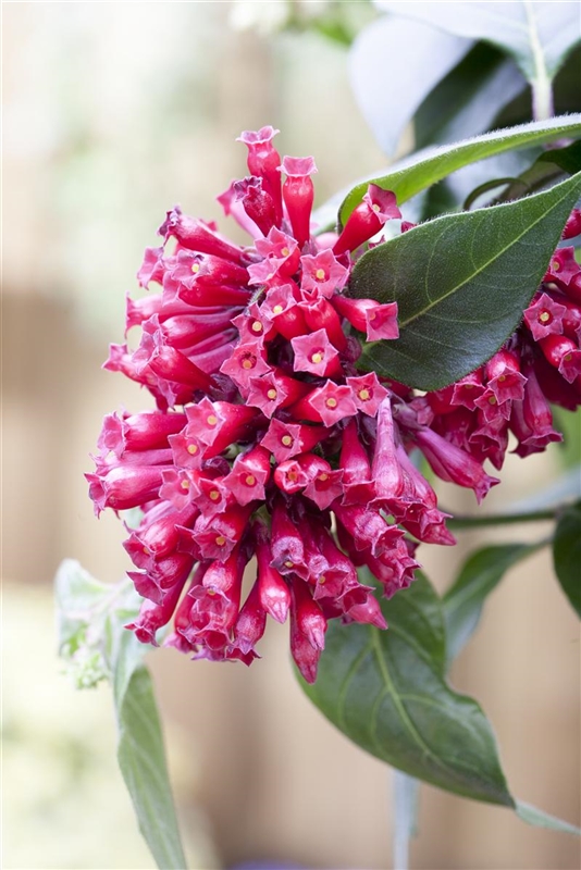 Cestrum elegans, Hammerstrauch Park der Gaerten