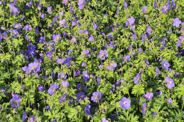 Geranium himalayense Gravetje, Garten-Storchschnabel 'Gravetye', Nepal ...