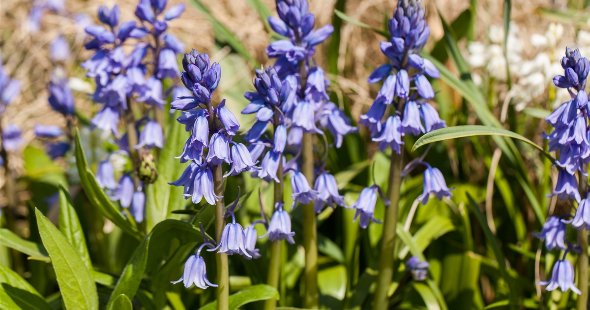 Hyacinthoides hispanica Excelsior, Spanisches Hasenglöckchen Park der