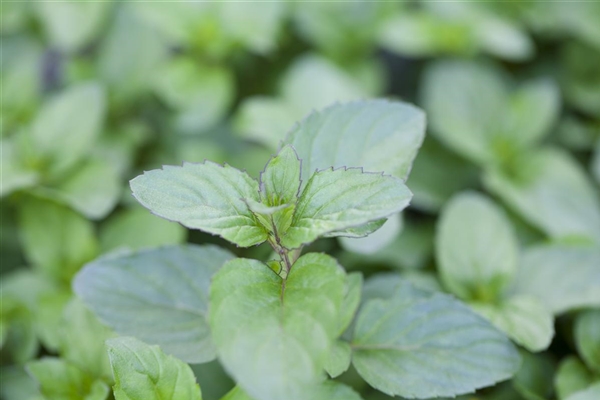 Mentha x piperita var. citrata Basil, BasilikumMinze Park der Gaerten