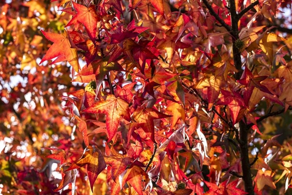 Liquidambar styraciflua 'Worplesdon', Amberbaum 'Worplesdon' Park der