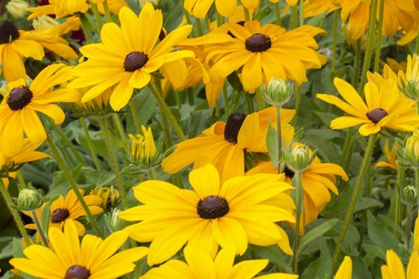 Rudbeckia hirta Indian Summer, Sonnenhut - Park der Gaerten