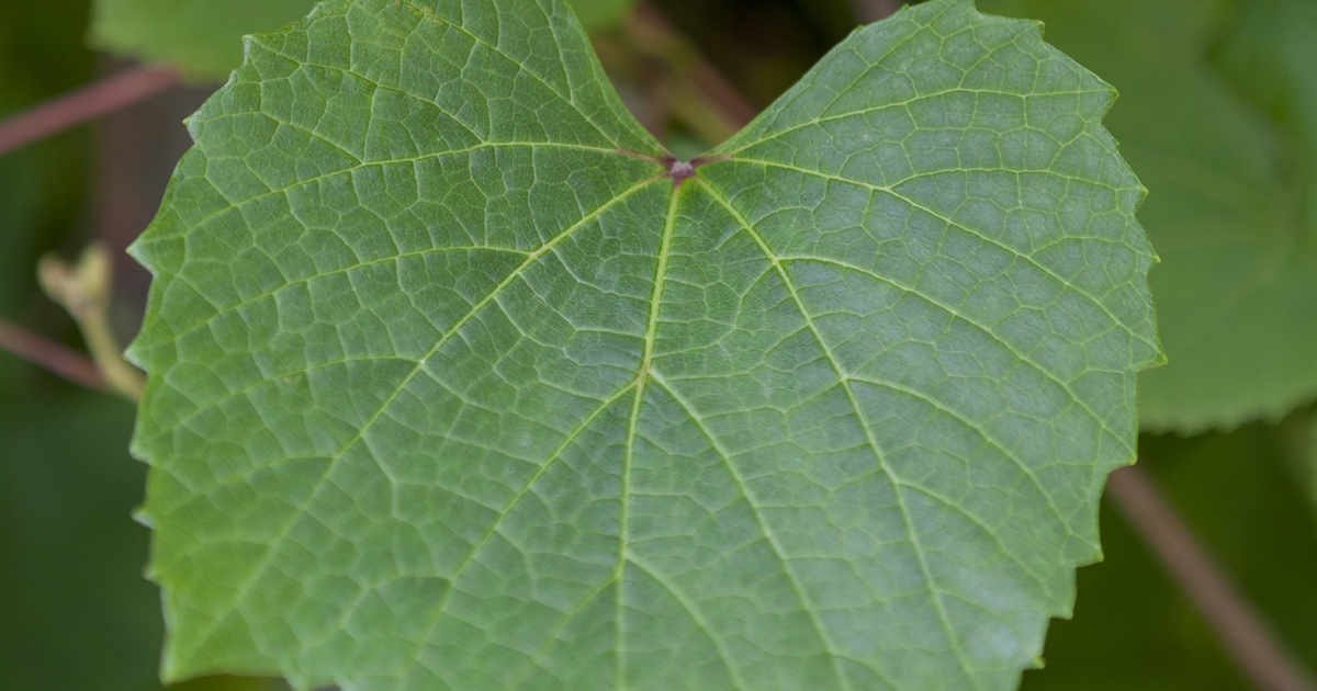 Vitis amurensis, AmurRebe Park der Gaerten