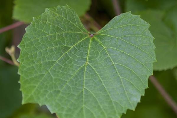 Vitis amurensis, Amur-Rebe - Park der Gaerten