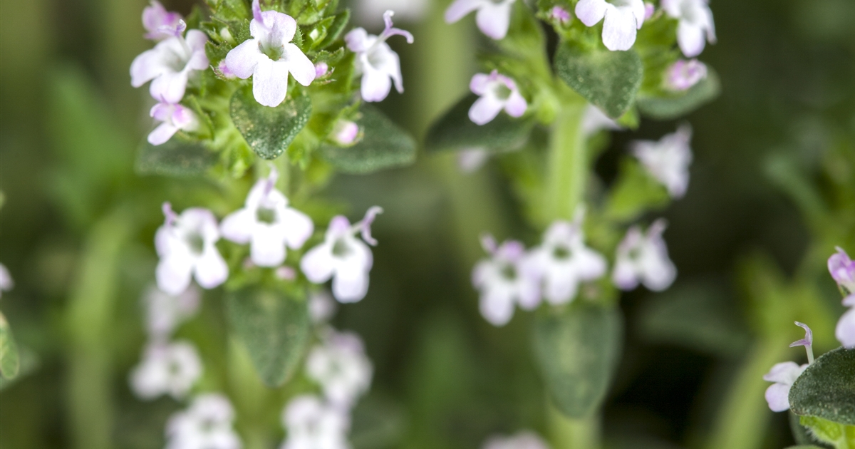 Thymus serpyllum 'Albus', GartenThymian 'Albus' Park der Gaerten