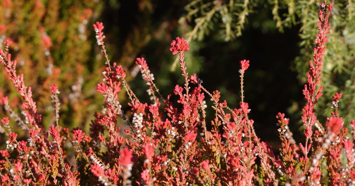 Calluna Vulgaris Boskoop, Sommerheide, Besenheide - Park Der Gaerten