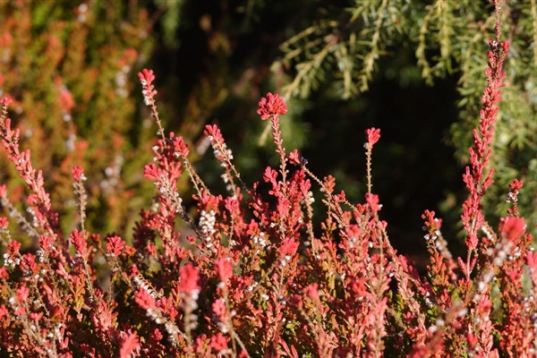 Calluna Vulgaris Boskoop, Sommerheide, Besenheide - Park Der Gaerten