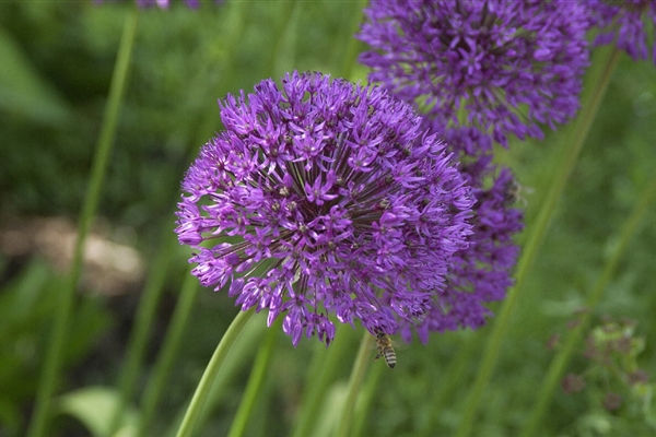 Allium aflatunense Purple Sensation, Zierlauch Park der Gaerten
