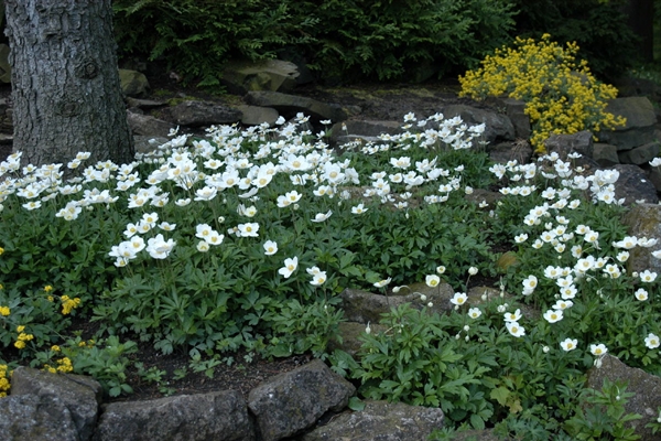 Anemone sylvestris, Wald-Anemone - Park der Gaerten