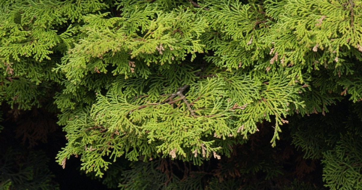 Chamaecyparis Obtusa Pygmaea Hinoki Scheinzypresse Park Der Gaerten