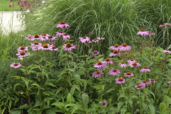 Blumixx Stauden Echinacea Purpurea 'Magnus' – Roter Sonnenhut, Winterhart, Bienenfreundlich, Im 0,5L Topf