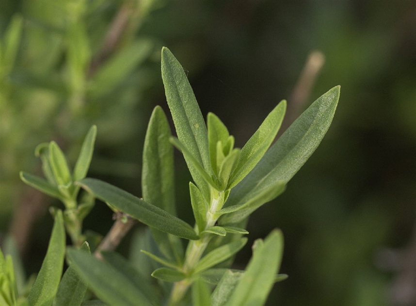 Hyssopus officinalis, Ysop - Park der Gaerten