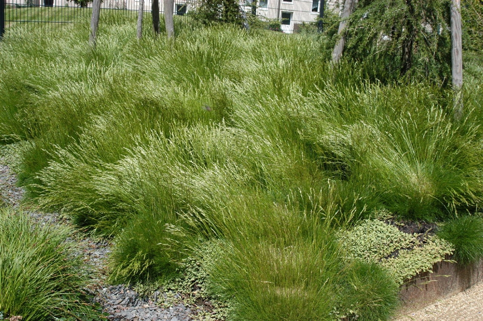 Festuca gautieri, Brenfellgras - Park der Gaerten