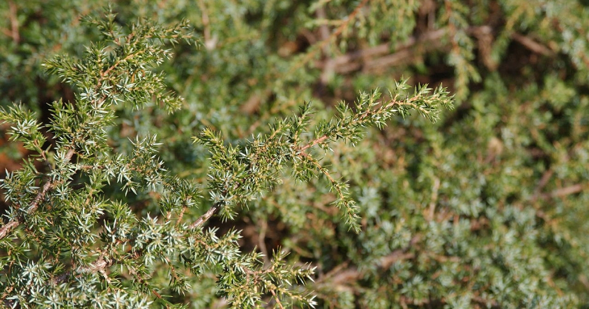 Juniperus communis Repanda, Kriechwacholder - Park der Gaerten