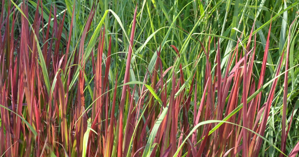 aloe arborescens bltter kaufen Baumaloe, Aloe arborescens XL  toskanagartenshop