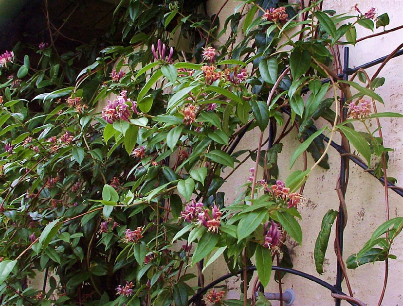Lonicera henryi, Immergrnes Geiblatt - Park der Gaerten