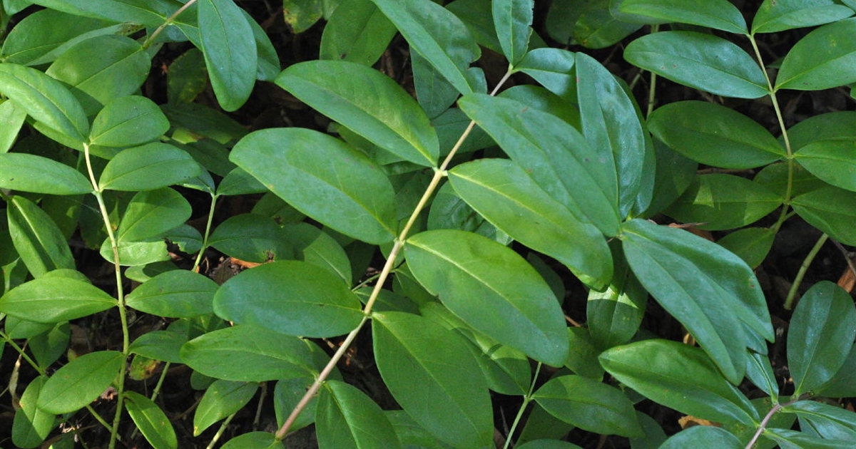Hypericum calycinum, Johanniskraut - Park der Gaerten