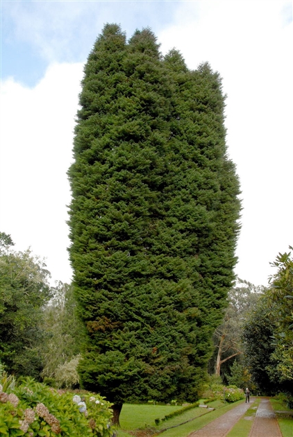 Juniperus communis Suecica, Schwedischer Wacholder - Park der Gaerten