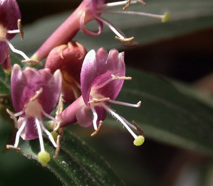 Lonicera henryi, Immergrnes Geiblatt - Park der Gaerten