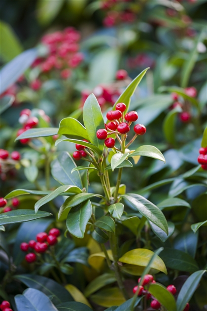 Skimmia japonica Nymans, Skimmie - Park der Gaerten
