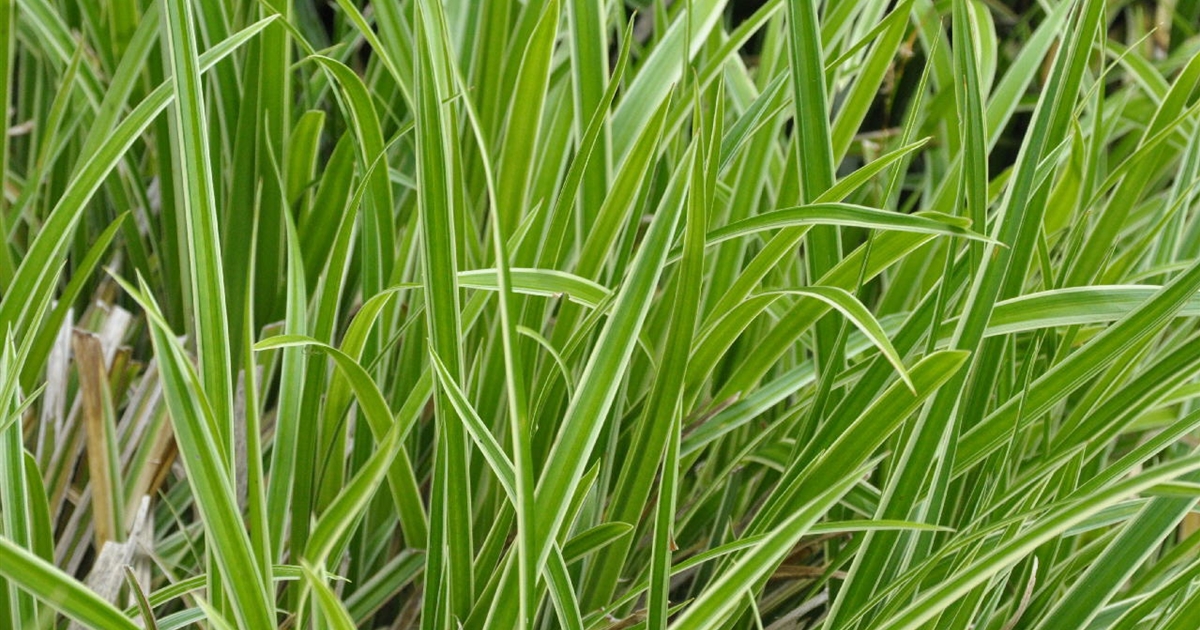 Luzula sylvatica Marginata, Wald-Hainsimse - Park der Gaerten