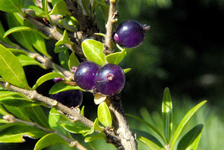 Lonicera pileata, Kriech-Heckenkirsche - Park der Gaerten